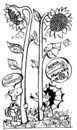 Cartoon: Sunflower Eaters (small) by Kestutis tagged sunflower,children,kinder,education,turtoise,hedgehog,kind,child,kids,comic,strip,kestutis,siaulytis,lithuania,adventure