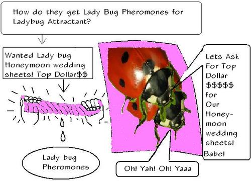 Cartoon: Ladybug Pheromones (medium) by Laisseraller tagged ladybug