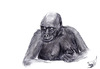 Cartoon: Gorilla (small) by swenson tagged gorilla ape affe tier animal