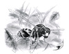 Cartoon: Polistes biglumis (small) by swenson tagged wespe insekt insect animal tier