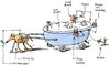 Cartoon: Bathmobile (small) by Ellis Nadler tagged dog,lurcher,wagon,car,vehicle,bath,wheels,tub,foam,bubbles,bone,tap,coffee,latte,book,glasses,words,phone,standby,anchor,brake,soya,engine,accelerator