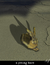 Cartoon: end of... (small) by Anjo tagged duerer,hase,hare,end,dead,asphalt,car,auto,street,strasse
