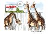 Cartoon: Magazine gag cartoon (small) by Ian Baker tagged animals giraffe nude