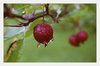 Cartoon: Wet Cherry (small) by Krinisty tagged cherry,plants,trees,dew,drops,raindrops,yard,walk,nature,early,morning,krinisty,art,photography