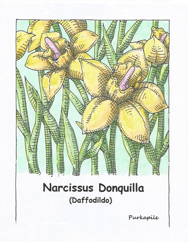 Cartoon: Flowers (medium) by armadillo tagged flowers,daffodil