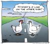 Cartoon: The Other Side (small) by JohnBellArt tagged chicken cross road other side death ghost