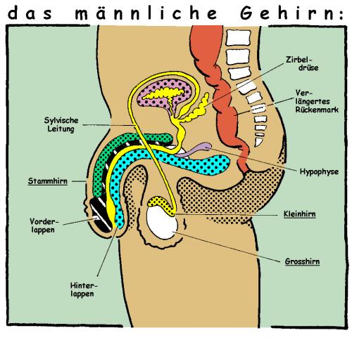 Cartoon: Male Brain (medium) by nick lopez tagged brain