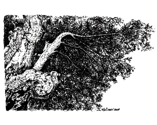 Cartoon: landscape number 30 (medium) by mortimer tagged mortimer,mortimeriadas,paisaje,landscape,sketch,draw,artwork,nature,tree,encina,la,mancha,spain
