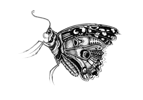 Cartoon: Butterfly (medium) by Battlestar tagged insects,insekten,natur,illustration,schmetterling,butterfly