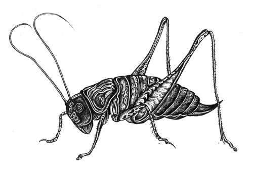 Cartoon: grasshopper (medium) by Battlestar tagged grasshopper,heuschrecke,insects,insekten,drawing,zeichnung,illustratin,natur,nature