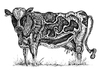 Cartoon: cow (small) by Battlestar tagged cow,kuh,animals,tiere,drawing