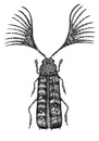 Cartoon: longicorn (small) by Battlestar tagged longicorn bockkäfer käfer bug beetle insects insekten natur nature illustration