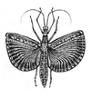 Cartoon: Tagesoidea nigrofasciata (small) by Battlestar tagged instects,insekten,drawing,zeichnung,illustration,natur,nature