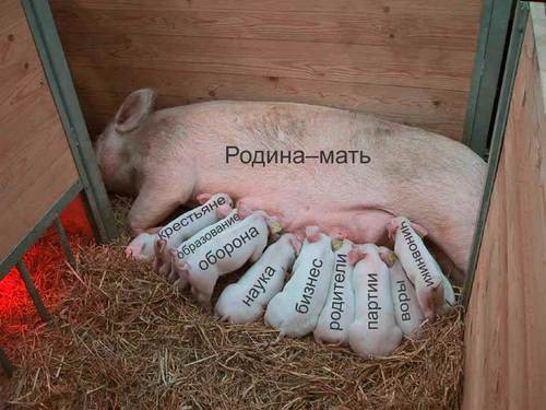 Cartoon: Motherland (medium) by poleev tagged piglets,suckle,pig,swine,motherland