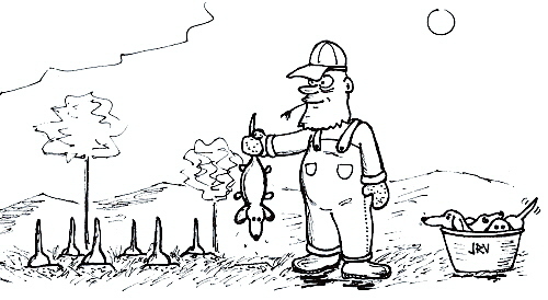 Cartoon: How dachshunds are born (medium) by Jani The Rock tagged dachshund,dog,farming,fertilizer,harvesting,picking,birth