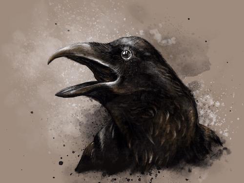 Cartoon: Crow (medium) by alesza tagged crow,bird,animal,illustration,painting,digital,art,beak