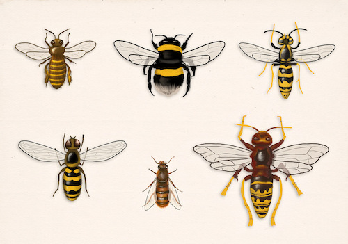 Cartoon: Insekten (medium) by alesza tagged insects,insekten,bee,biene,bumblebee,hummel,hornet,hornisse,fliege,fly,wild,wasp,wespe,animals