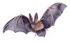 Cartoon: Fledermaus (small) by alesza tagged fledermaus bat animal nature flying wings