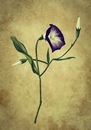 Cartoon: Flower (small) by alesza tagged flower,winde,nature,blume