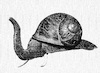Cartoon: Snailephant (small) by chakhirov tagged snail,elephant