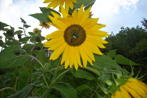 Cartoon: Original Sunflower (medium) by freakyfrank tagged sunflower,yellow,flower,german