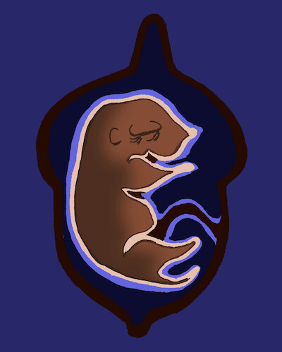 Cartoon: Acorn... (medium) by berk-olgun tagged squirrel,fetus