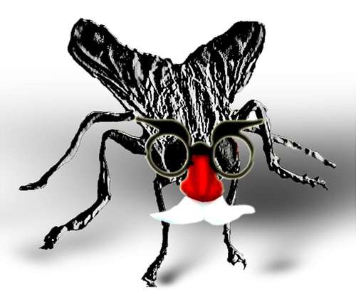 Cartoon: Fly (medium) by zu tagged fly,glasses