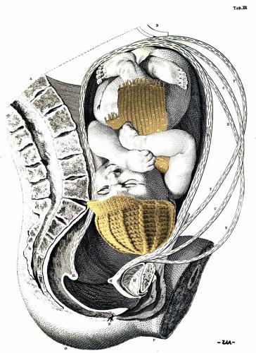 Cartoon: no title (medium) by zu tagged scarf,cup,embryo
