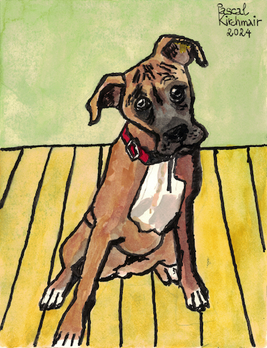 Cartoon: Boxer (medium) by Pascal Kirchmair tagged boxer,hund,perro,cane,chien,dog,cao,pascal,kirchmair,dessin,ink,drawing,tusche,tuschezeichnung,painting,dipinto,pintura,pittura,peinture,artist,artiste,artista,kunst,künstler,illustration,zeichnung,cartoon,caricature,karikatur,ilustracion,dibujo,desenho,disegno,ilustracao,illustrazione,illustratie,de,presse,du,jour,art,of,the,day,tekening,teckning,cartum,vineta,comica,vignetta,caricatura,portrait,porträt,portret,retrato,ritratto,arte,artwork,watercolor,watercolour,aquarell,aquarelle,acuarela,boxer,hund,perro,cane,chien,dog,cao,pascal,kirchmair,dessin,ink,drawing,tusche,tuschezeichnung,painting,dipinto,pintura,pittura,peinture,artist,artiste,artista,kunst,künstler,illustration,zeichnung,cartoon,caricature,karikatur,ilustracion,dibujo,desenho,disegno,ilustracao,illustrazione,illustratie,de,presse,du,jour,art,of,the,day,tekening,teckning,cartum,vineta,comica,vignetta,caricatura,portrait,porträt,portret,retrato,ritratto,arte,artwork,watercolor,watercolour,aquarell,aquarelle,acuarela