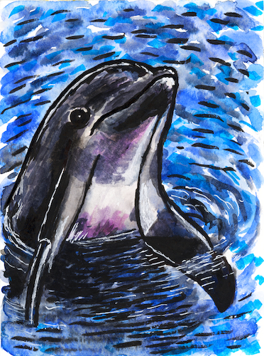 Cartoon: Delfin (medium) by Pascal Kirchmair tagged aquarell,tumbler,flipper,delfim,golfinho,grand,dauphin,delfino,delphin,delfin,dolphin,großer,tümmler,painting,pintura,malerei,peinture,watercolor,watercolour,acuarela,aquarelle,illustration,dessin,tuschezeichnung,pascal,kirchmair,portrait,retrato,ritratto,ink,drawing,dibujo,desenho,porträt,art,arte,kunst,ilustracao,ilustracion,artwork,zeichnung,cartoon,caricature,karikatur,disegno,illustrazione,illustratie,de,presse,tekening,teckning,cartum,vineta,comica,vignetta,caricatura,tusche,encre,chine,tinta,china,inchiostro,nanquim,aquarell,tumbler,flipper,delfim,golfinho,grand,dauphin,delfino,delphin,delfin,dolphin,großer,tümmler,painting,pintura,malerei,peinture,watercolor,watercolour,acuarela,aquarelle,illustration,dessin,tuschezeichnung,pascal,kirchmair,portrait,retrato,ritratto,ink,drawing,dibujo,desenho,porträt,art,arte,kunst,ilustracao,ilustracion,artwork,zeichnung,cartoon,caricature,karikatur,disegno,illustrazione,illustratie,de,presse,tekening,teckning,cartum,vineta,comica,vignetta,caricatura,tusche,encre,chine,tinta,china,inchiostro,nanquim
