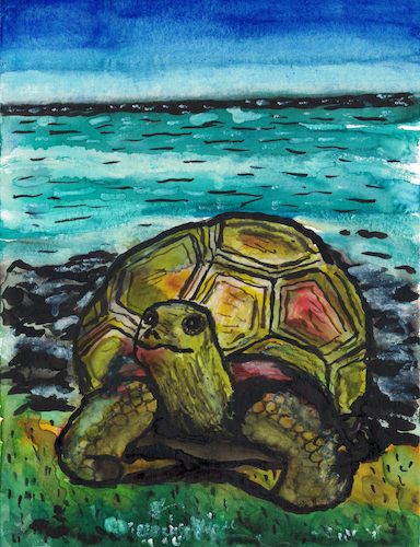 Galapagos-Riesenschildkröte
