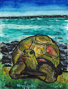Cartoon: Galapagos-Riesenschildkröte (small) by Pascal Kirchmair tagged riesenschildkröte,animale,piu,longevo,la,tartaruga,gigante,delle,animal,mais,das,the,longest,living,giant,tortoise,langlebigste,tier,die,galapagos,schildkröte,qui,vit,le,plus,longtemps,tortue,des,el,mas,tortuga,de,geante,chelonoidis,niger,illustration,ink,drawing,zeichnung,pascal,kirchmair,cartoon,caricature,karikatur,ilustracion,dibujo,desenho,ilustracao,illustrazione,illustratie,dessin,presse,tekening,teckning,cartum,vineta,comica,vignetta,caricatura,tusche,tuschezeichnung,portrait,retrato,porträt,ritratto,art,arte,kunst,artwork,encre,chine,tinta,china,inchiostro,nanquim,watercolour,watercolor,aquarell,aquarelle,acuarela,aguarela,aquarela,painting,pintura,peinture,malerei,cuadro,quadro,islands,inseln,galapagosinseln