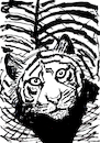 Cartoon: Tiger (small) by Pascal Kirchmair tagged predator,raubkatze,predateur,felin,felino,fauve,predador,predatore,tiger,tigre,big,cat,cats,katzen,gatos,gatti,chats,illustration,ink,drawing,zeichnung,pascal,kirchmair,cartoon,caricature,karikatur,ilustracion,dibujo,desenho,ilustracao,illustrazione,illustratie,dessin,de,presse,tekening,teckning,cartum,vineta,comica,vignetta,caricatura,tusche,tuschezeichnung,portrait,retrato,porträt,ritratto,art,arte,kunst,artwork