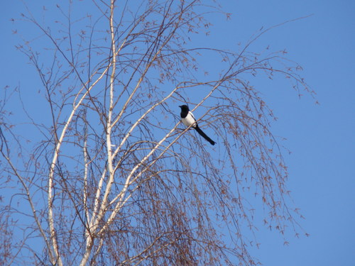 Cartoon: COMMUNICATION. CITY AND NATURE (medium) by Kestutis tagged bird,communication,nature,city,magpie,dove,vogel,kestutis,lithuania