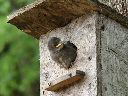 Cartoon: DADA Movie YELLOW THROAT (medium) by Kestutis tagged dada,movies,bird,spring,picture,kestutis,lithuania