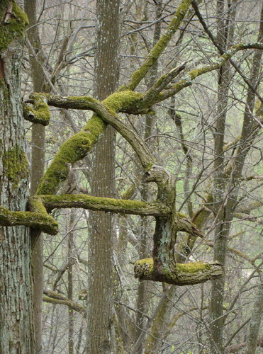 Cartoon: Not a ... (medium) by Kestutis tagged photo,spring,nature,lithuania,kestutis,alphabet,leaf,monkey