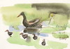 Cartoon: BONN. IN BOTANICAL GARDENS (small) by Kestutis tagged sketch bonn botanic garden vögel birds ornithology watercolor aquarell