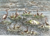 Cartoon: brd (small) by faruksoyarat tagged birds