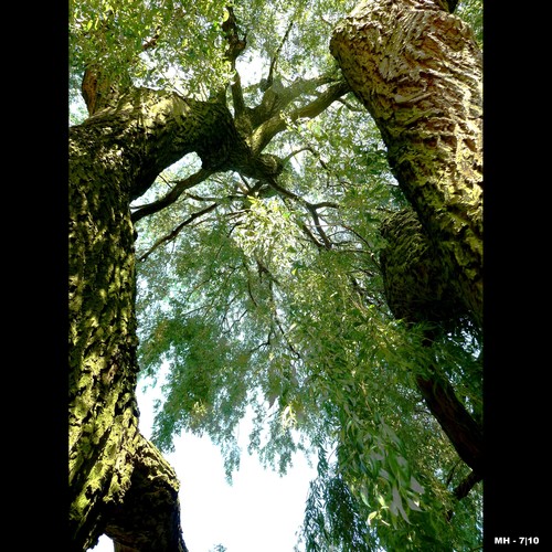 Cartoon: MH - Looking Up IV (medium) by MoArt Rotterdam tagged tree,boom,lookingup,omhoogkijken,doorkijkje,crazycolors,colorfest