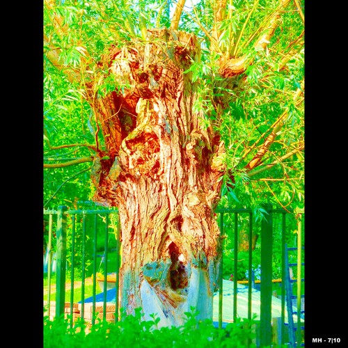 Cartoon: MH - The Tree Bizarre IV (medium) by MoArt Rotterdam tagged tree,treebizarre,boom,bizarreboom,weirdtree,weird,gezicht,facetree,boomgezichten