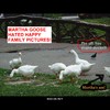 Cartoon: MoArt - Happy Family Pics! (small) by MoArt Rotterdam tagged rotterdam moart moartcards goose gans duck eend pigeon duif hate familt pics pictures