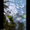 Cartoon: MoArt Something in the Water 17 (small) by MoArt Rotterdam tagged tags rotterdam moart moartcards reflectie reflection water weerspiegeling riet