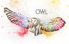 Cartoon: Owl (small) by themorn tagged owl bird wing feather night animal life