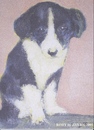 Cartoon: Rory (small) by jjjerk tagged dog,rory,cartoon,ireland,caricature,black,white,animal