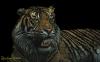 Cartoon: Der Tiger (small) by papiertiger tagged tiger