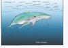 Cartoon: Buckelwal (small) by kader altunova tagged buckelwal,meer,ozean