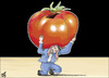 Cartoon: TOMATO and ELECTION (small) by samir alramahi tagged jordan,tomato,elections,parliamentary,democracy,cartoon,ramahi,arab