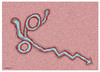 Cartoon: Ebola Stable (small) by martirena tagged ebola,stable