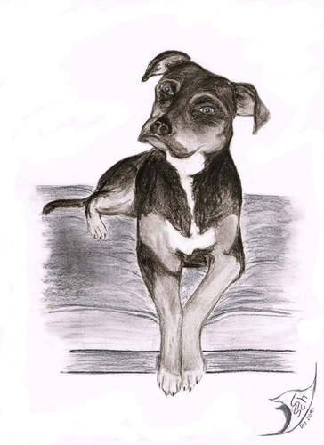 Cartoon: Hund 2 (medium) by swenson tagged hund,dog,perro,tier,animal,animals