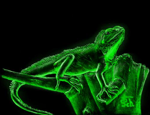 Cartoon: Leuchtend grüne Wasseragame (medium) by swenson tagged animal,animals,tier,tiere,leuchtend,reptil,reptilien,echse,dragon,drache